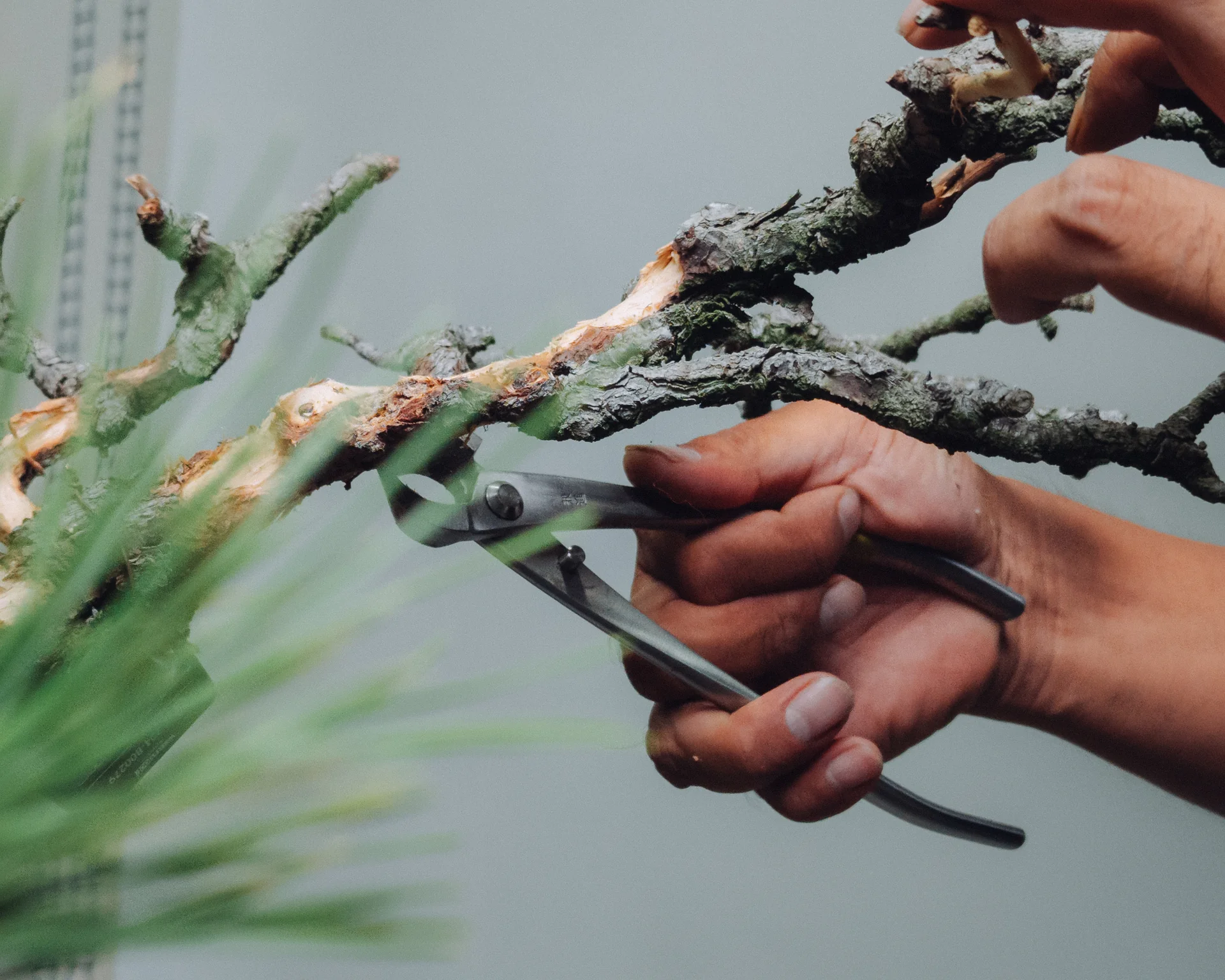 剪定する手