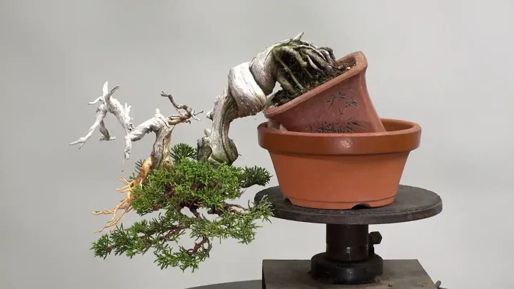 How to make a bonsai with stones ( ‘Shohin Bonsai'(small bonsai)juniper )
