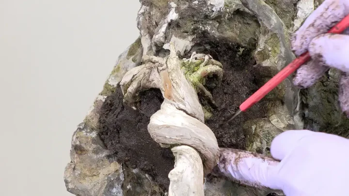 Bonsai with stones Root treatment and keto soil container