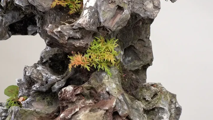 Bonsai with stones Fixed with moss tension and Grass Bonsai