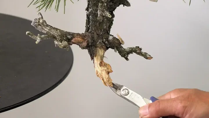 Basic Bonsai Tool Usage