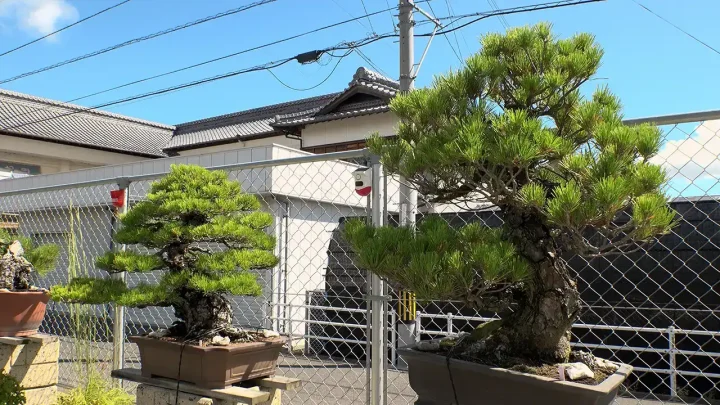 Bonsai species and tree form