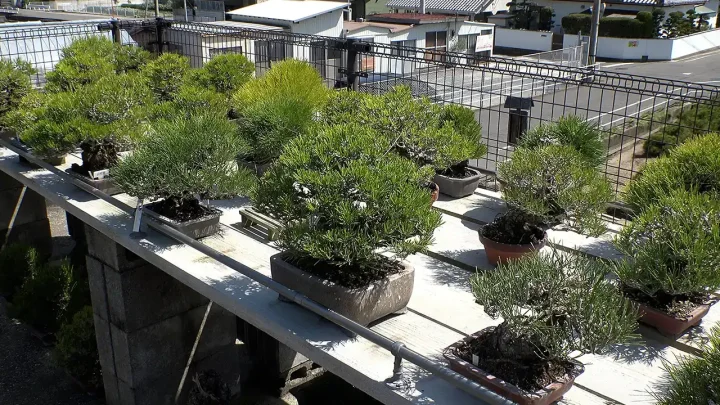 Points to Consider in Selecting a Bonsai and Basic Management