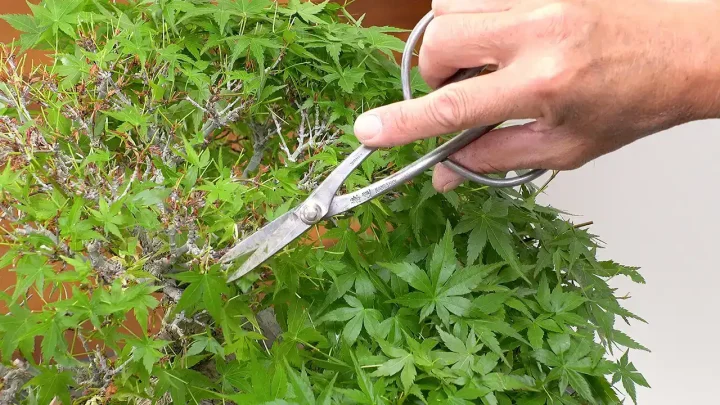 Defoliation( Deciduous Bonsai)