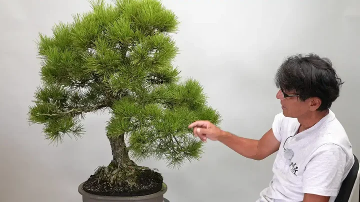 Old leaf remover