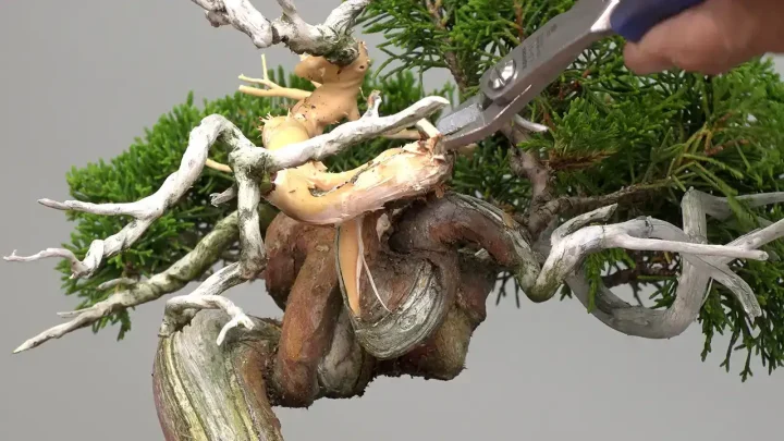 Make Jin( juniper)