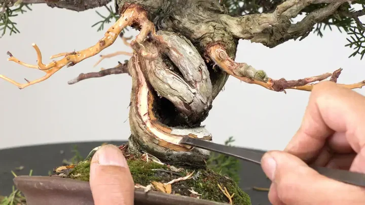 Make Shari( juniper)