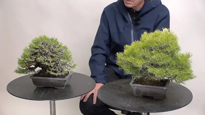 Reasons to do Wiring( Coniferous Bonsai/ Deciduous Bonsai)