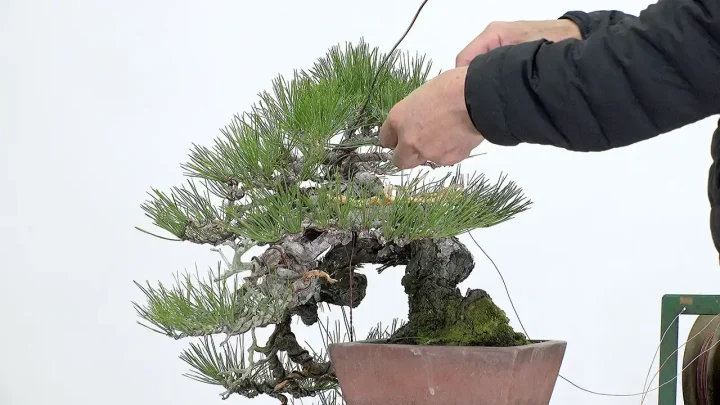 How to make heads and think ( Japanese Red Pine)