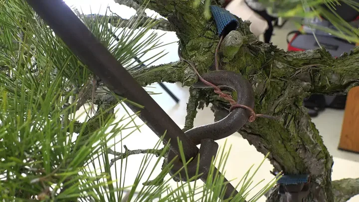 Stem Bending Practice (large item Japanese Black Pine)