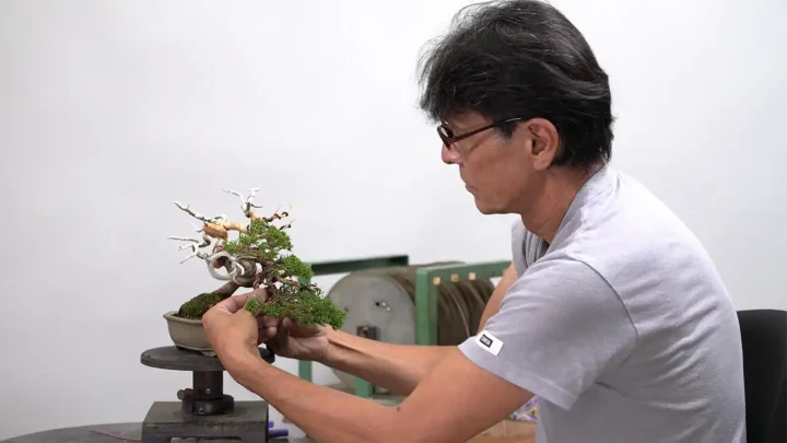 Modification Case: ‘Shohin Bonsai'(small bonsai)juniper ①