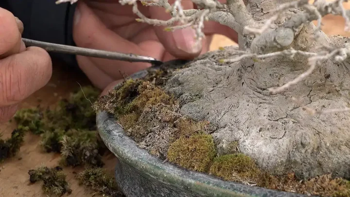 How to remove moss from the surface / how to remove from pot