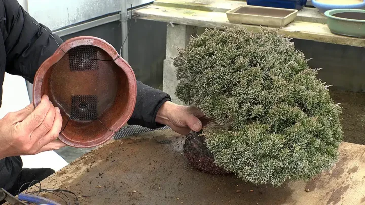 Preparation of wire to secure bottom net and bonsai
