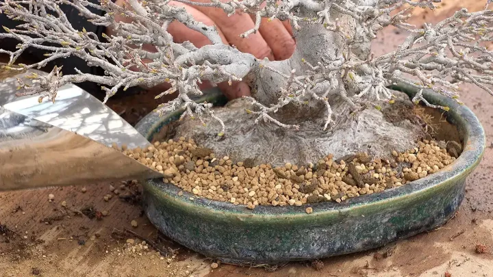 Replanting work