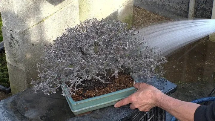 Watering immediately after repotting