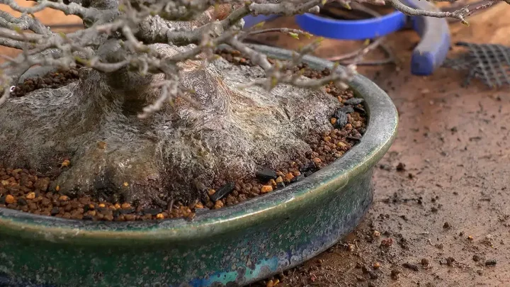 After Repotting