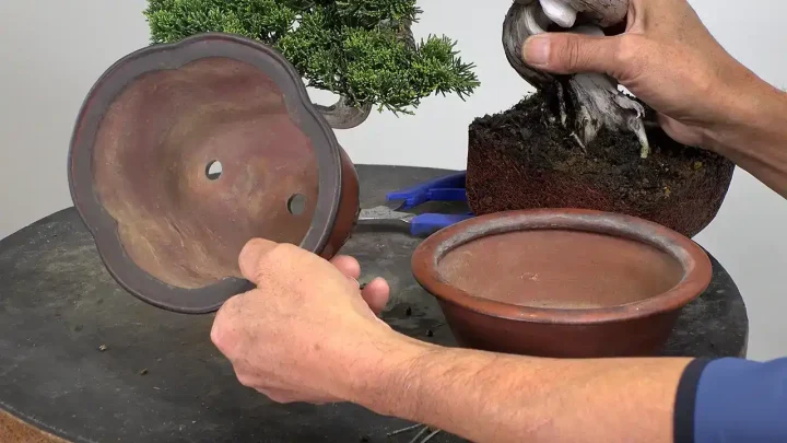 Selecting pots and replanting main trees for exhibition