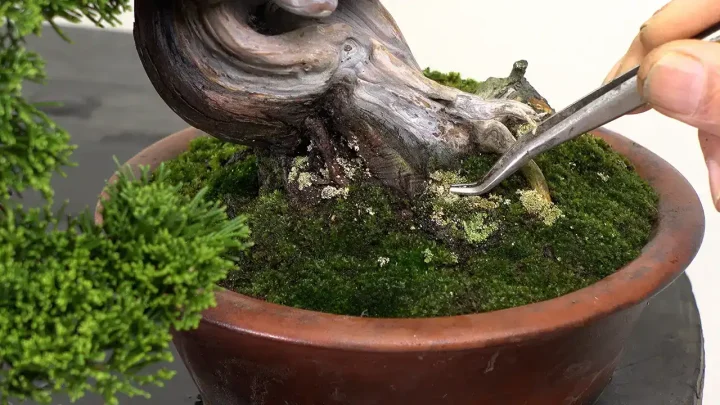 Purpose and Impact of Applying Moss