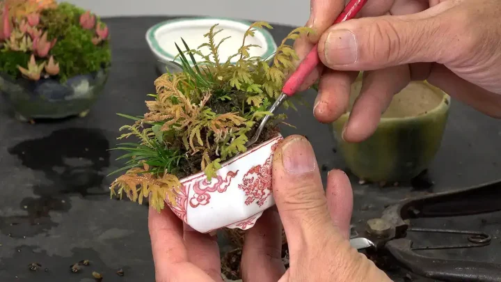 Replanting of Grass Bonsai