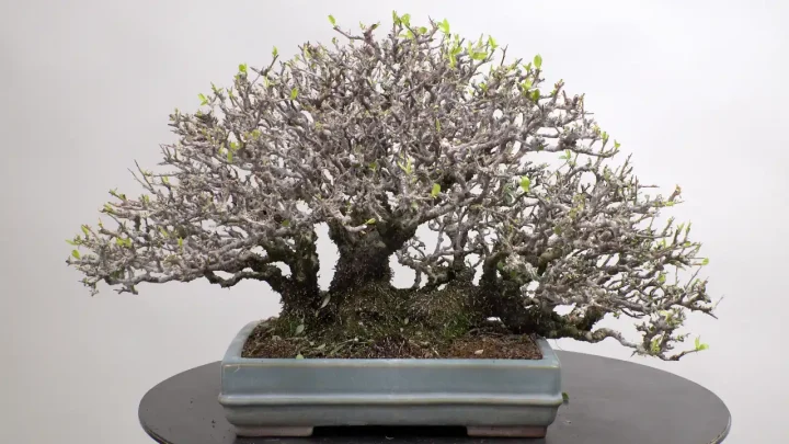 Defoliation (Pyracantha)
