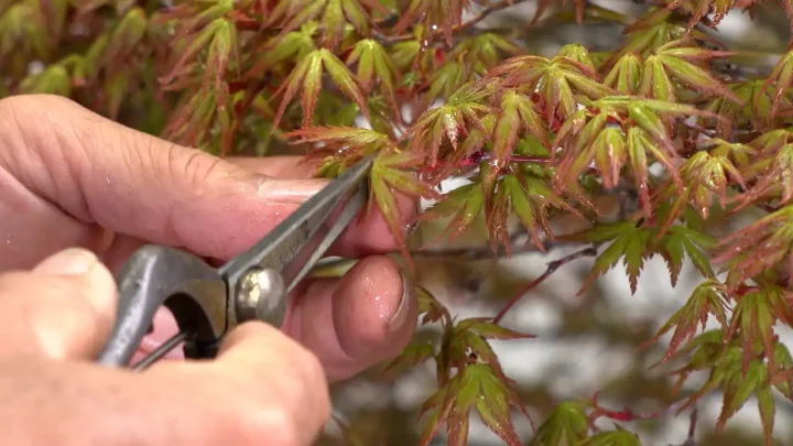 Cimatura primaverile su piante miste
