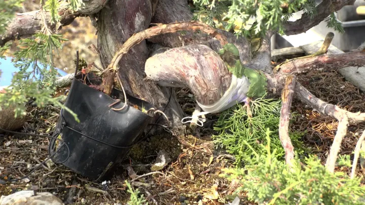 Approach grafting (Juniper)