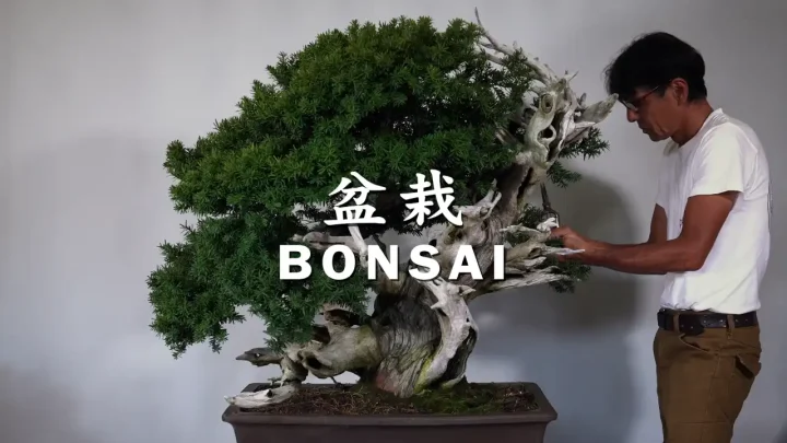 Introduction video of BONSAI JOURNEY