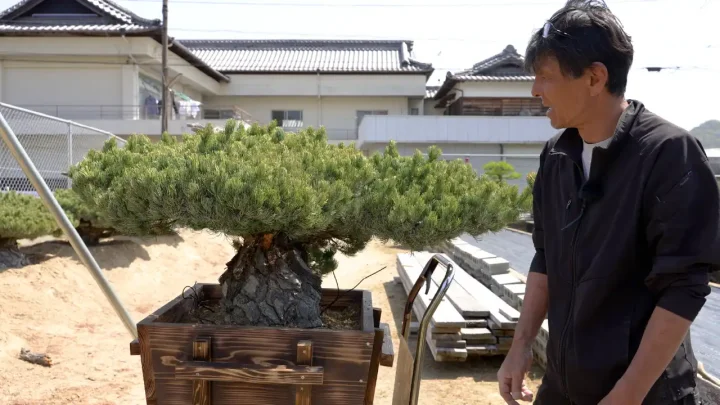 putting tree into the container from the ground Japanese White Pine