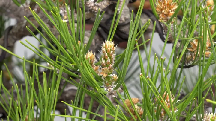 黒松の春の芽摘み / 花粉処理
