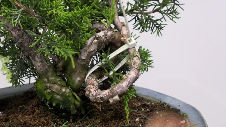 骨格作り(真柏)