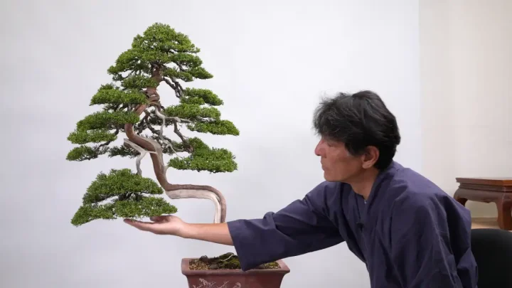 Foliage arrangement before exhibition (juniper)