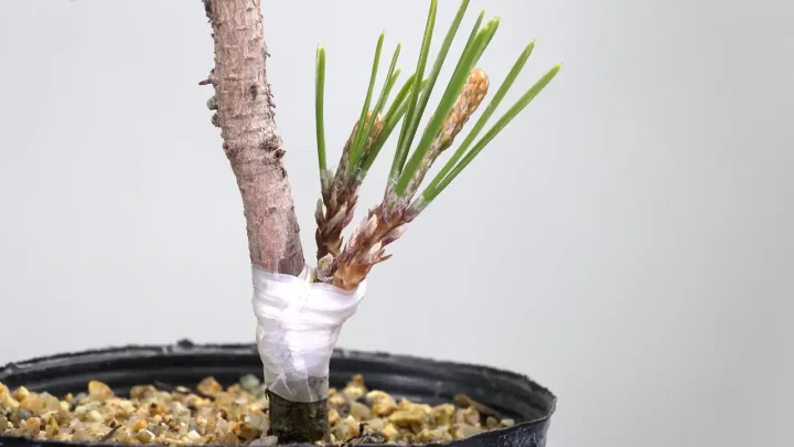 Grafting (Japanese Black Pine Zuihou)