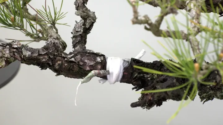 Grafting (Daihin Japanese Black Pine)