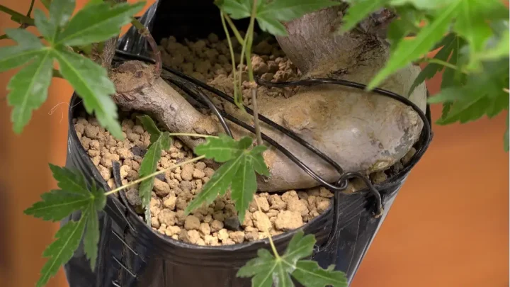 Abmoosen am Japanischen Ahorn