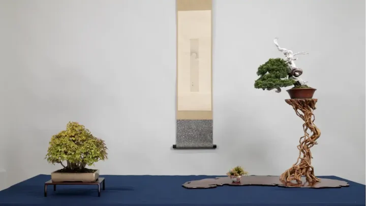 How to Display Bonsai【Three-Point Display】
