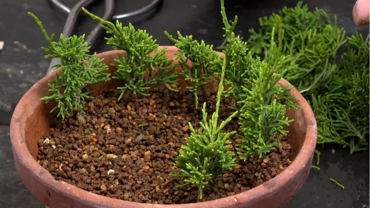 Cuttings Propagation (Juniper)