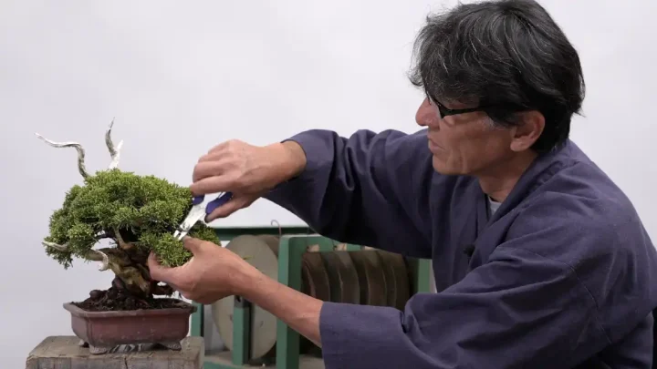 Preparing Bonsai for Exhibition (Juniper) vol.1