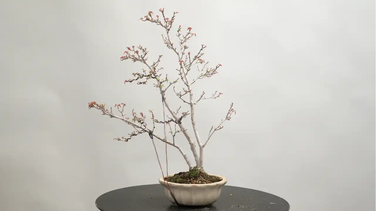 th_l602_t01.webp