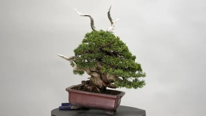 Preparing Bonsai for Exhibition (Juniper) vol.2