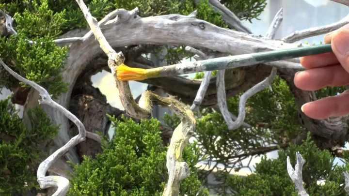 The Path to Kokufu-ten Exhibition Trunk Cleaning/Sulfur Mixture (Juniper)