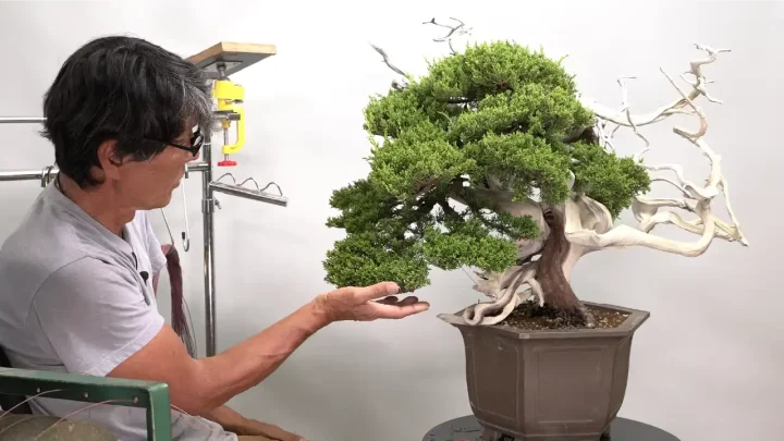 Camino a Kokufu-ten #2 &mdash; Formaci&oacute;n de la 1.&ordf; rama del shimpaku