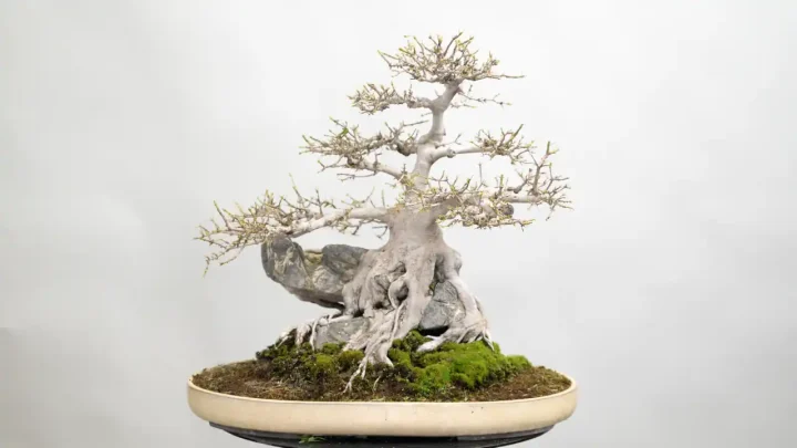 Potatura foglie d&rsquo;acero