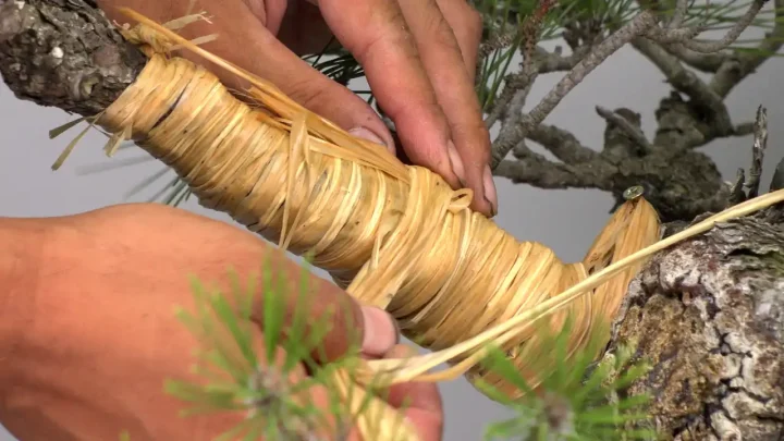 ラフィアの巻き方