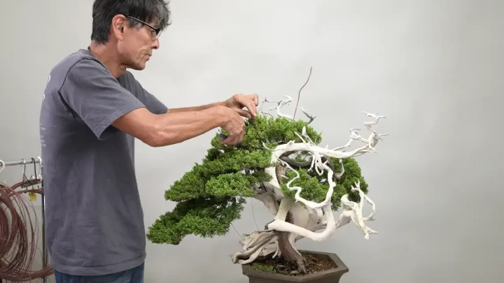 Camino a la Exposici&oacute;n Kokufu #4: Modelado de las ramas apicales de 真柏