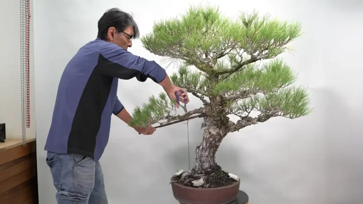 Stamm biegen einer gro&szlig;en Schwarzkiefer #1: Stamm biegen mit Bewehrungsstahl