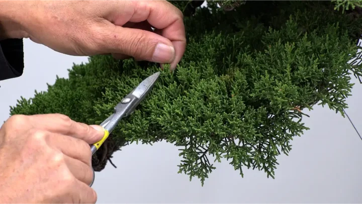 Weg zur Kokufu-ten #5 Wie man Shimpaku auf dem Regal anordnet