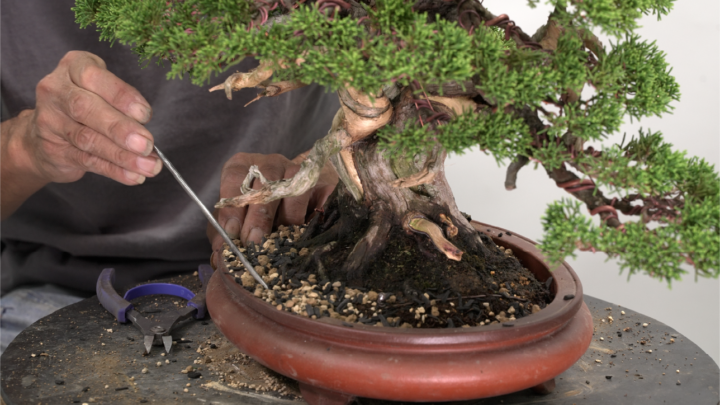 Topfauswahl und Umtopfen beim zweist&auml;mmigen Stil#2