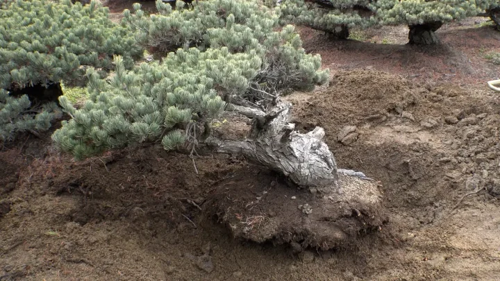 Root Pruning of Japanese White Pine