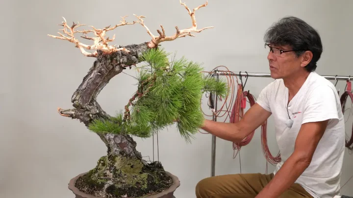 Large Japanese Black Pine Restyling #2 Wiring the First Branch / Adjusting Branch Layout