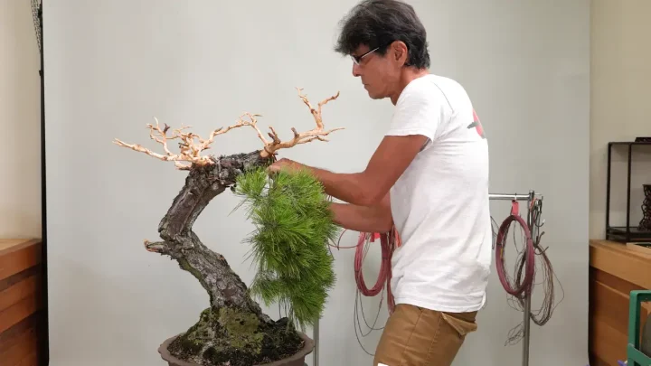 Large Japanese Black Pine Restyling #1: Jinning / Branch Lowering